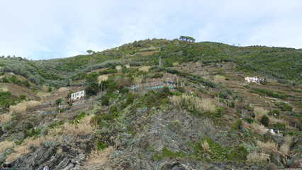 Fototapeta na wymiar Colline di Vernazza. Comune della provincia di La Spezia