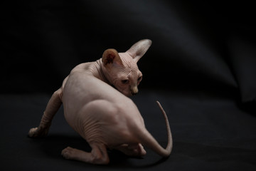 Sphynx cat puppy looking at each other.