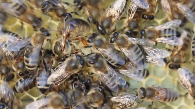 Queen bee lay eggs in the honeycomb Beginning of work of the young queen bee. Bees stimulate the young queen bee to lay eggs.