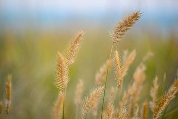 Fototapeta premium meadow