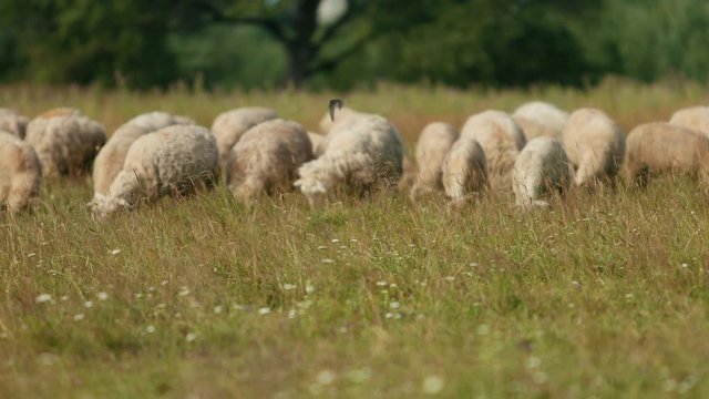 very many white, brown and gray, sheep graze on the field, a herd of ewe lowered their heads eat green grass, beautiful nature, flying little birds, summer, Sunny day, slow motion, wide angle