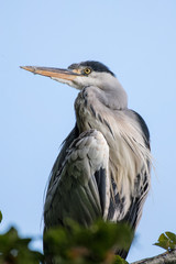 Grey Heron portrait