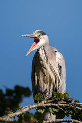 Grey Heron with open beak