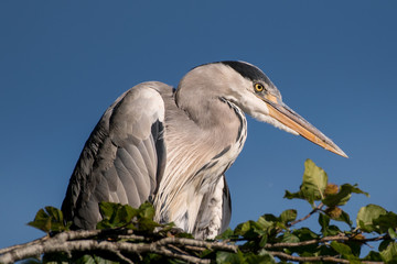 Grey Heron portrait