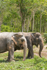 Fototapeta na wymiar Elephants in sanctuary in Phuket, Thailand 