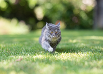 Naklejka na ściany i meble alerted young blue tabby maine coon cat with white paws walking on grass outdoors in the back yard on a sunny summer day looking ahead prowling folding back ears