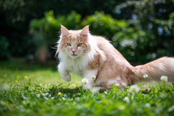 Naklejka na ściany i meble young cream tabby ginger white maine coon cat walking on grass with clover outdoors in the garden on a hot and sunny summer day looking at camera
