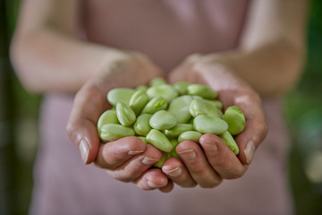 Woman is holding broad beans in hands