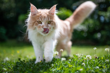 young cream tabby ginger white maine coon cat walking on grass with clover outdoors in the garden...