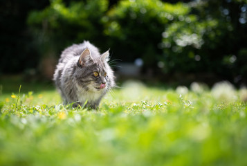 Naklejka na ściany i meble young blue tabby maine coon cat outdoors in the garden on grass sticking out tongue licking over it's nose ona sunny day looking to the side