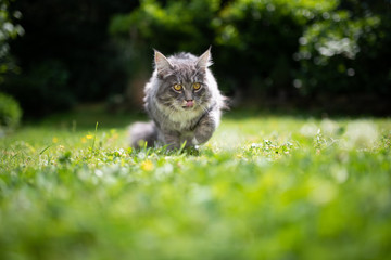 young blue tabby maine coon cat outdoors in the garden on grass sticking out tongue licking over...
