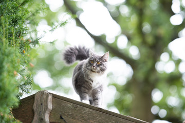 low angle view of a young blue tabby maine coon cat with white paws and fluffy tail standing on rooftop of a shed outdoors in the garden observing the area