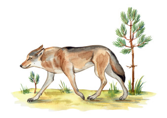 Wolf crouching on the edge of the forest overgrown with young pine trees, watercolor illustration on a white background.