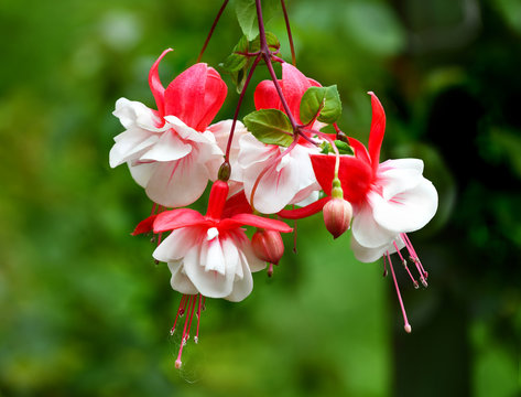 fuchsia flower. white-pink flowers on a green background.
