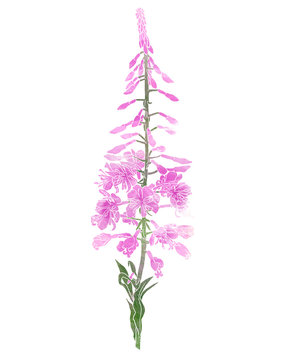 Watercolor Realistic Fireweed Flowers.