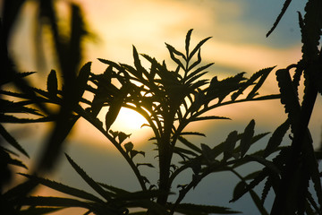 silhouette of tree at sunset
