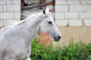Wind in his hair gray in buckwheat horse