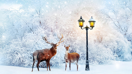 Family of noble deer in a fabulous Christmas forest on a background of snowy trees and a lantern....