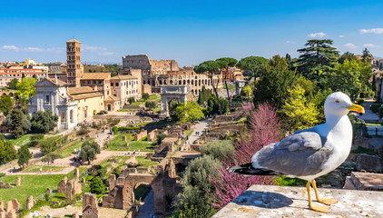 Fototapeta na wymiar Seagull Ancient Forum Titus Arch Roman Colosseum Rome Italy