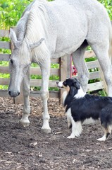 Obraz premium Grey horse under the protection of the Aussie