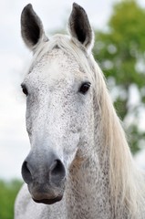 Portrait of grey horse in buckwheat