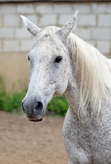Portrait of grey horse in buckwheat