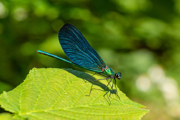 dragonfly on leaf