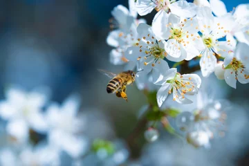 Kissenbezug Biene © Haik