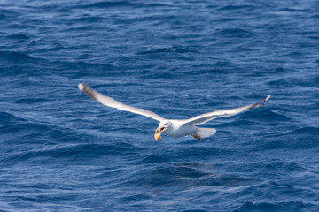 Fototapeta na wymiar fast flying seagull over the mediterranean sea near the island of Elba