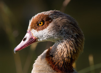 Egyptian Goose portrait