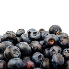 Bilberry