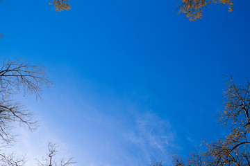 The sky is blue, and the edges of the branches of trees. Heavenl