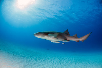 Fototapeta premium Nurse shark at the Bahamas