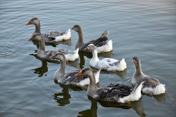 Fototapeta premium The herd of geese bathe in the river