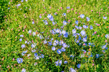 Blue flowers of chicory large on the background of summer flowering meadows. Background. Copy space