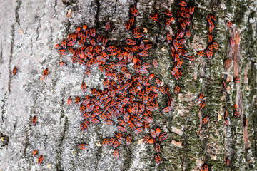 Red bugs bask in the sun on tree bark. Autumn warm-soldiers for beetles