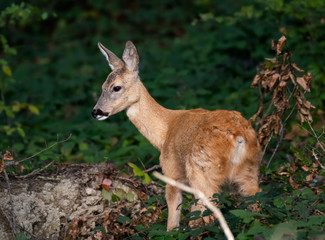 Roe Deer