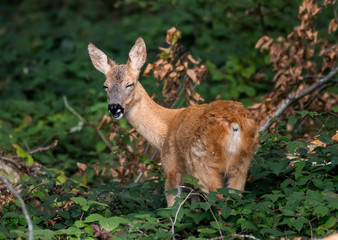 Laughing Roe Deer