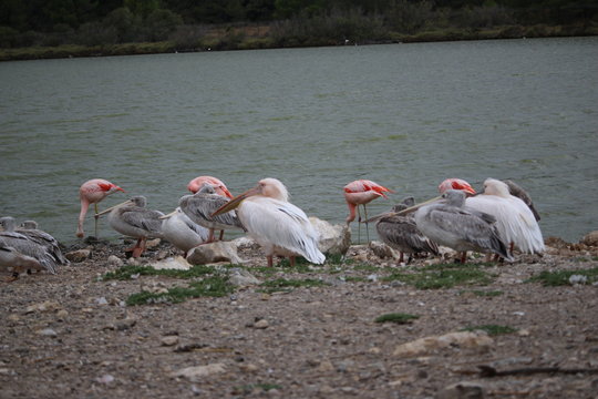 flamant rose