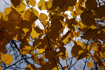 Yellow leaves of linden against the sky and the backlight. Autumn background from leaves of a linden. Yellow autumn leaves