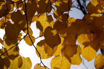 Yellow leaves of linden against the sky and the backlight. Autum