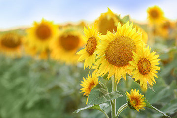 Beautiful sunflower field on summer day