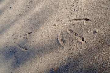 Bird footsteps in sand