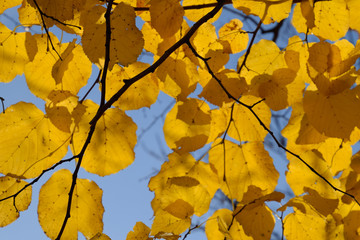 Yellow leaves of linden against the sky and the backlight. Autum