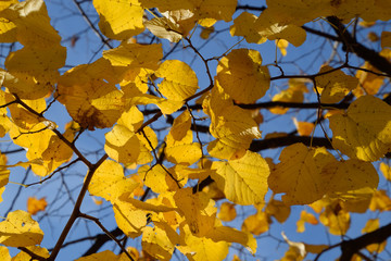 Yellow leaves of a linden. Yellowing leaves on the branches of a