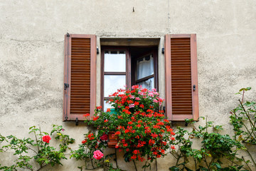 Fototapeta na wymiar Close-up of an old window with wooden shutters and blooming plants of red geranium (Pelargonium) and climbing roses in summer, Bossolasco, Langhe, Cuneo, Piedmont, Italy