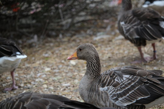 canard