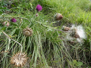 Wild Flowers. Thistles in the Alps