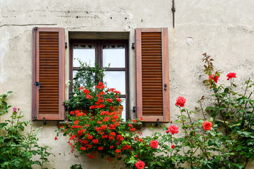 Fototapeta na wymiar Close-up of an old window with wooden shutters and blooming plants of red geranium (Pelargonium) and climbing roses in summer, Bossolasco, Langhe, Cuneo, Piedmont, Italy