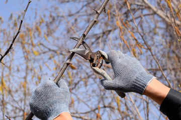 Pruning prunus pruning shears. Trimming tree with a cutter. Spri